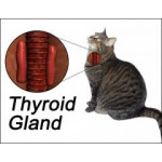 Thyroid 甲狀線