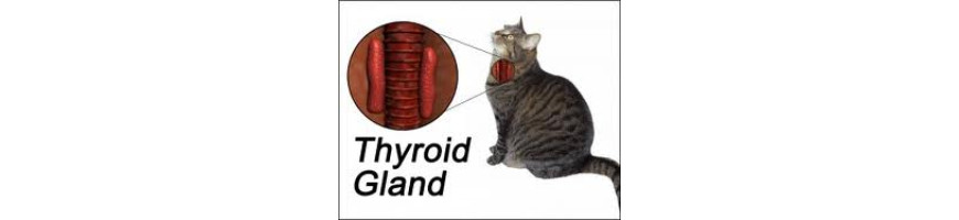 Thyroid 甲狀線