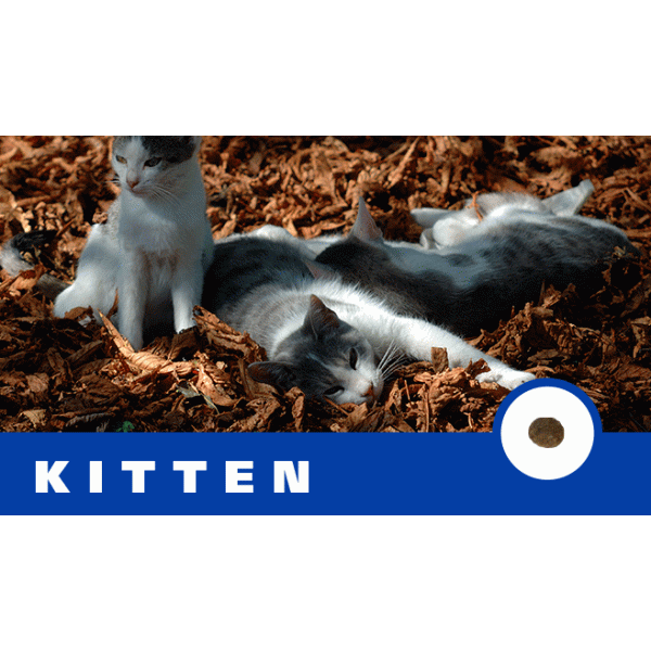 CASA-FERA Kitten 天然黑醇母保健糧幼貓配方純天然貓糧(貓場專用-素色袋包裝) 15kg X 10