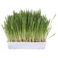 Trixie Katzengras Cat Grass Seeds 貓麥草 100g 