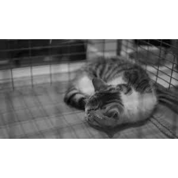 Animal Shelter of Love 眾生緣流浪動物之家 Cat Can Food Donation 貓罐頭捐贈 155gX24