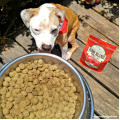 Stella & Chewy's Raw Coated Baked Kibble Cage-Free Chicken Recipe For Dogs凍乾生肉外層低溫烘焙乾糧放養雞狗耀配方 3.5lbs
