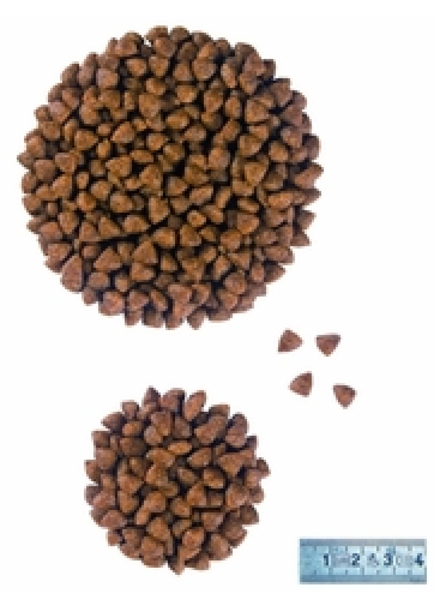 pediatric starter small dog