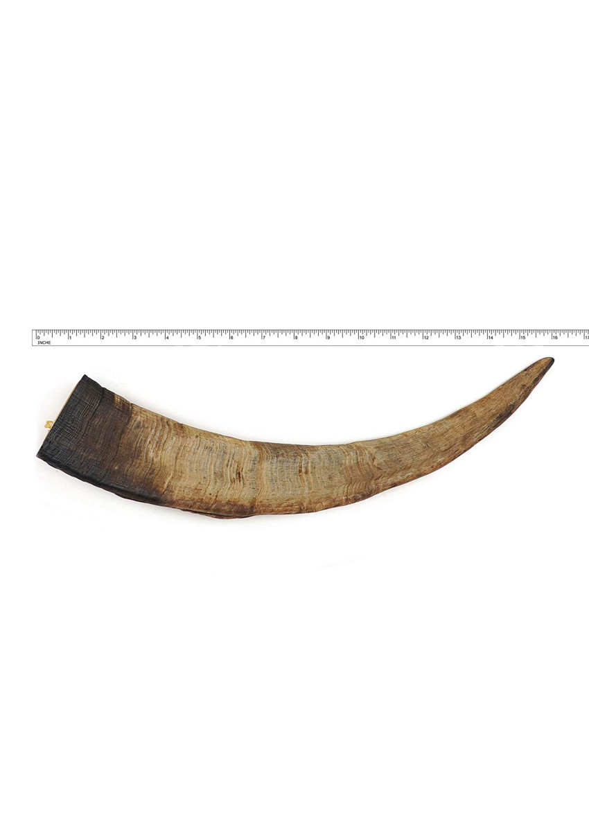 Mongolian Herders Choice Dried Goat Horn Xl 特大山羊角 Over 300gm 1pc